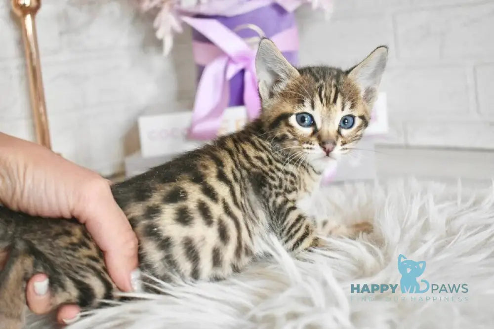 Sonic Savannah male brown spotted tabby - live animals
