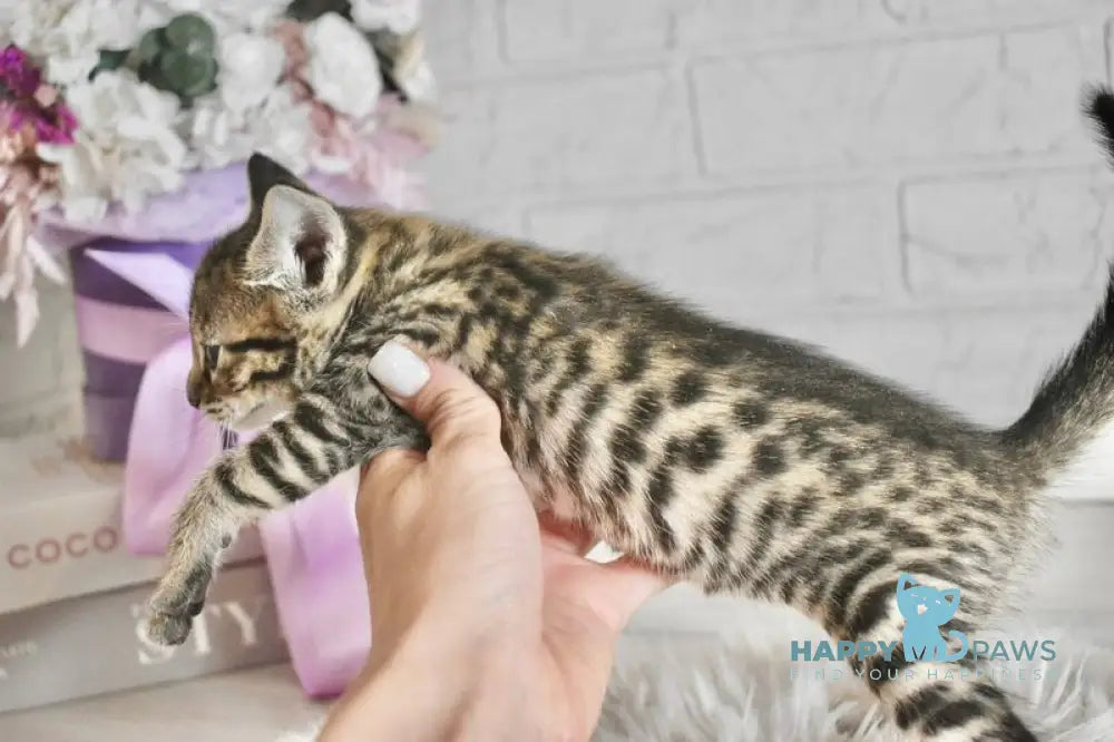 Sonic Savannah male brown spotted tabby - live animals