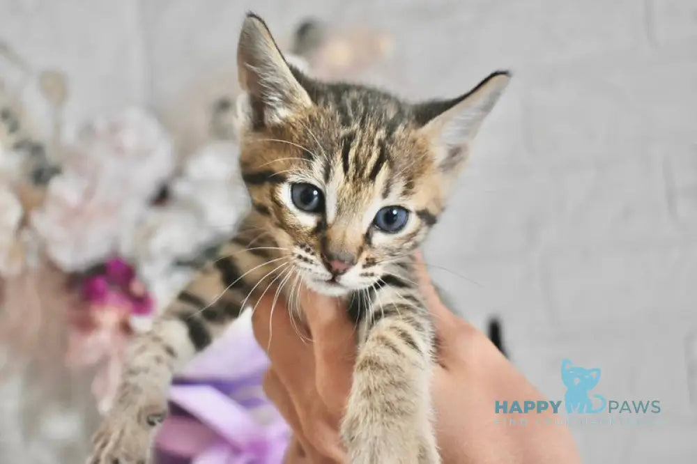 Sonic Savannah male brown spotted tabby - live animals