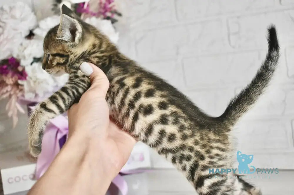 Sonic Savannah male brown spotted tabby - live animals