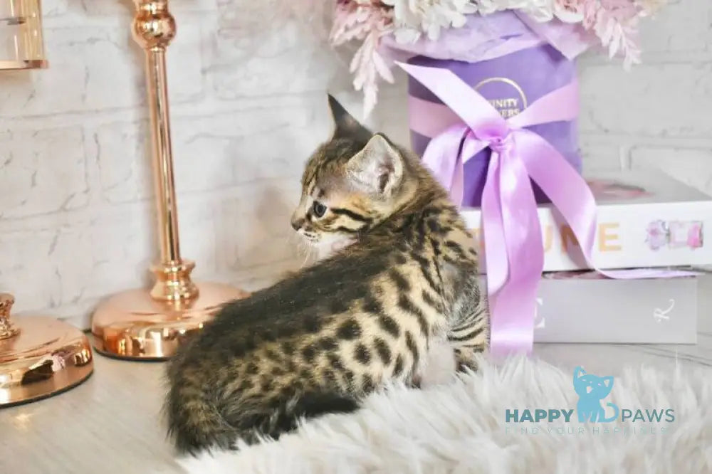 Sonic Savannah male brown spotted tabby - live animals