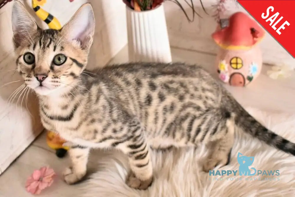 Sonic Savannah male brown spotted tabby - live animals