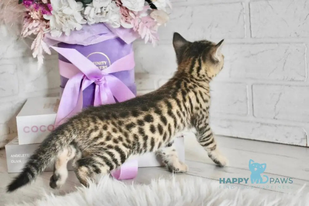 Sonic Savannah male brown spotted tabby - live animals