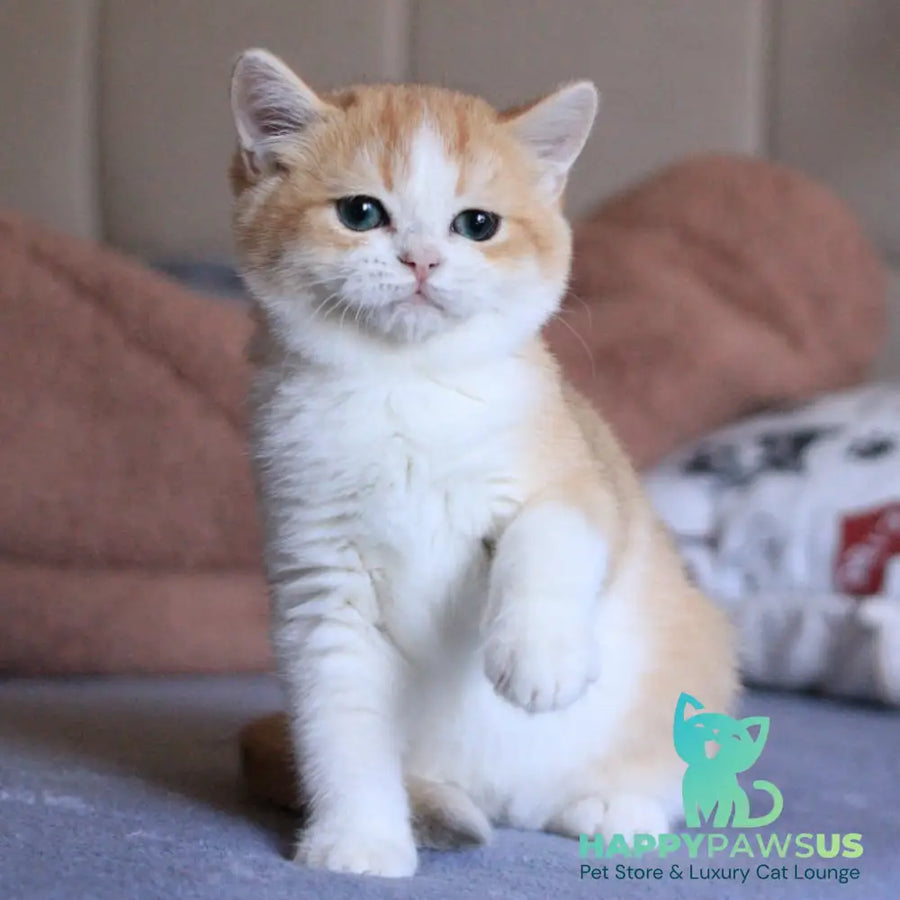 Sony British Shorthair male black golden chinchilla bicolour - live animals