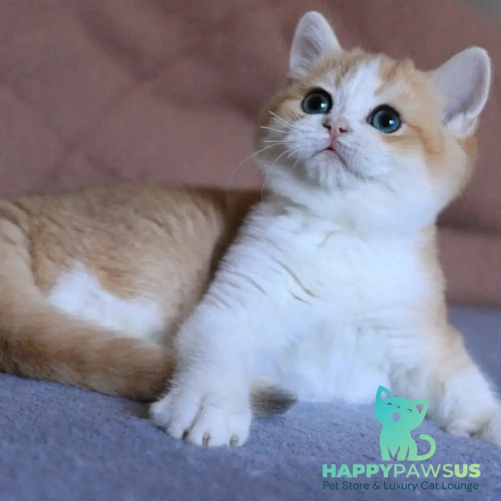 Sony British Shorthair male black golden chinchilla bicolour - live animals