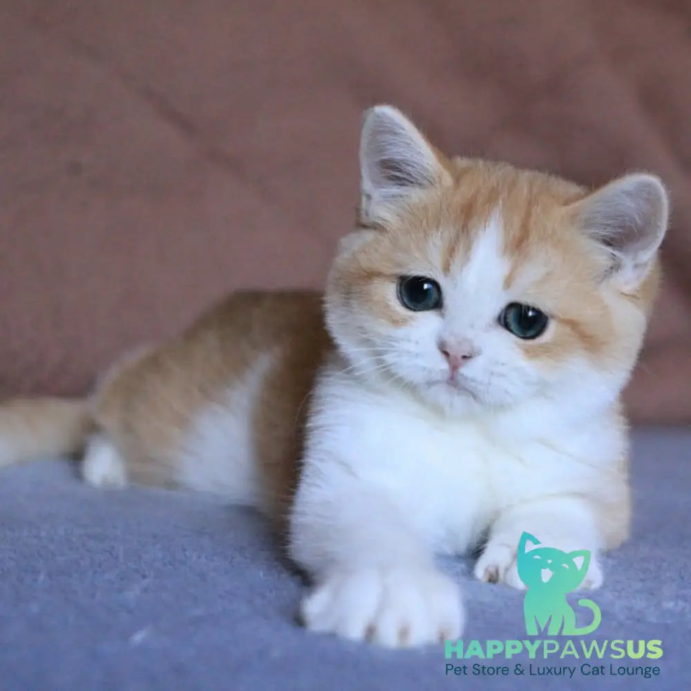 Sony British Shorthair male black golden chinchilla bicolour - live animals