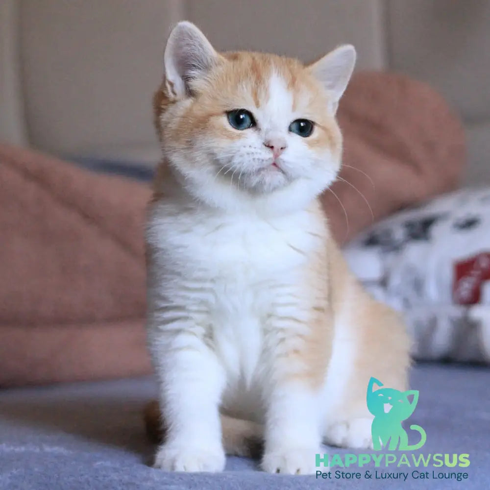 Sony British Shorthair male black golden chinchilla bicolour - live animals