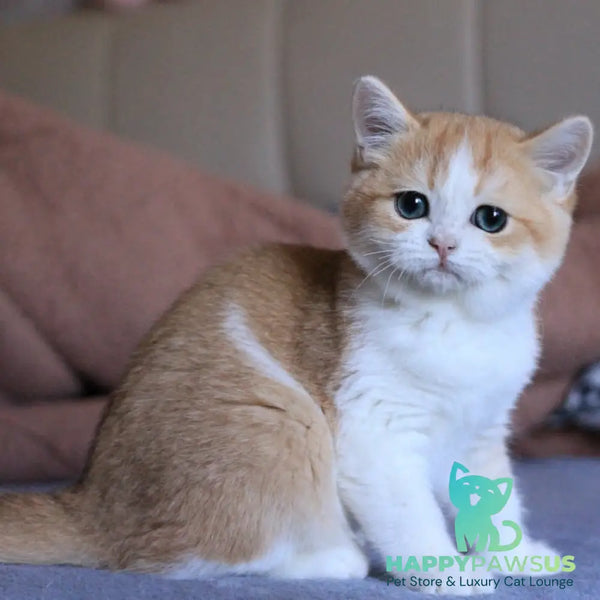 Sony British Shorthair male black golden chinchilla bicolour - live animals