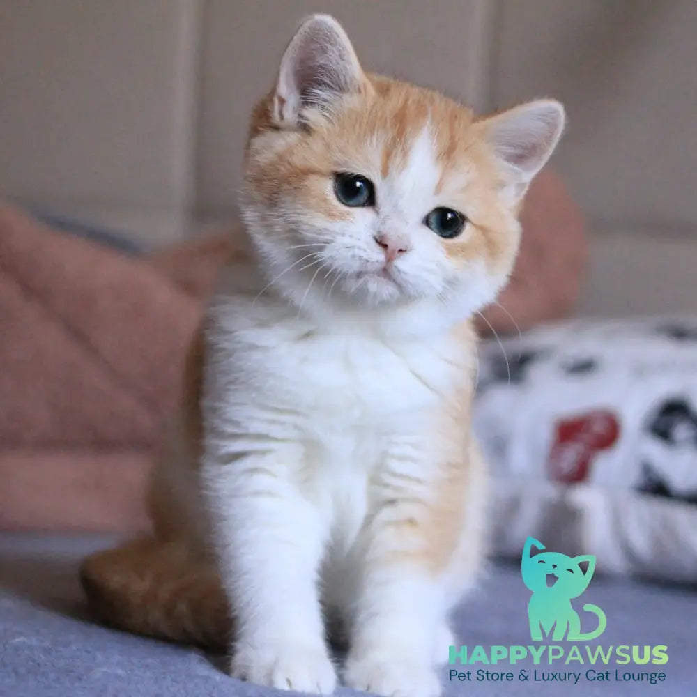 Sony British Shorthair male black golden chinchilla bicolour - live animals