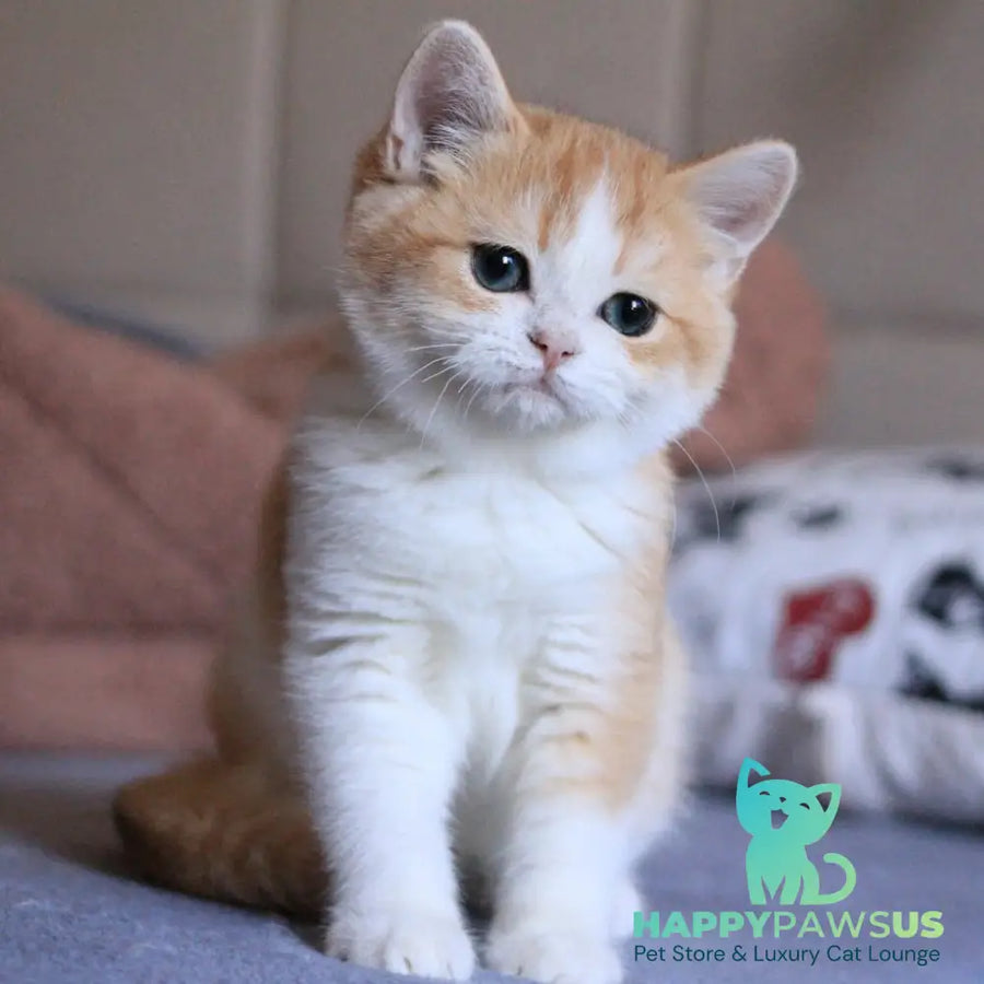 Sony British Shorthair male black golden chinchilla bicolour - live animals