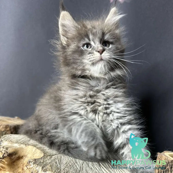 Sony Maine Coon female blue silver ticked tabby - live animals