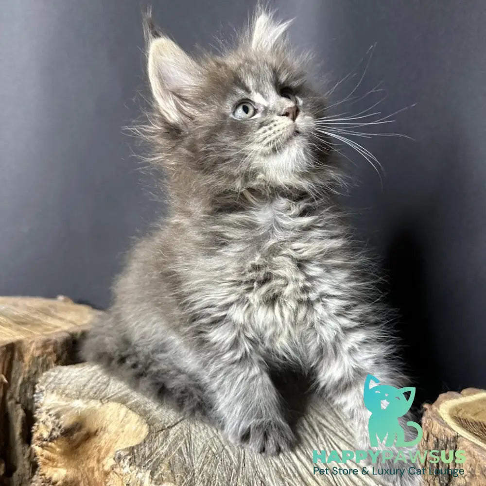 Sony Maine Coon female blue silver ticked tabby - live animals