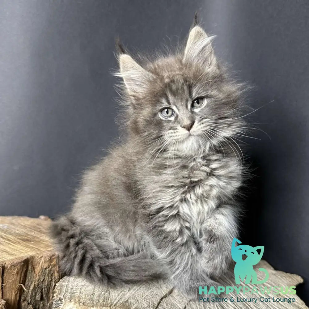 Sony Maine Coon female blue silver ticked tabby - live animals