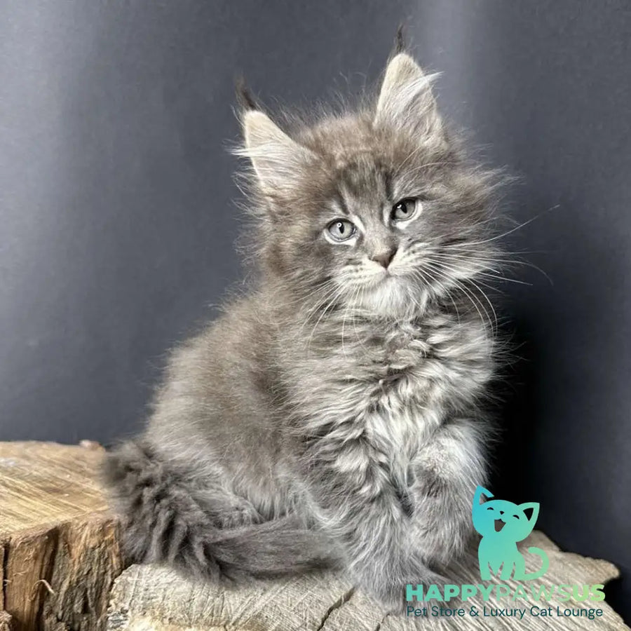 Sony Maine Coon female blue silver ticked tabby - live animals