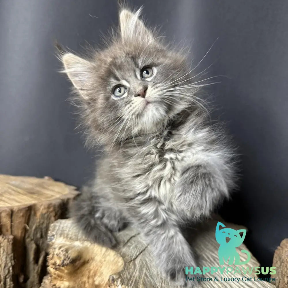 Sony Maine Coon female blue silver ticked tabby - live animals