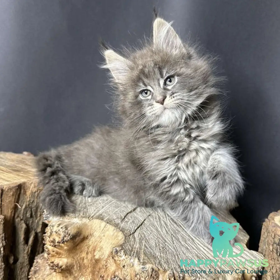 Sony Maine Coon female blue silver ticked tabby - live animals