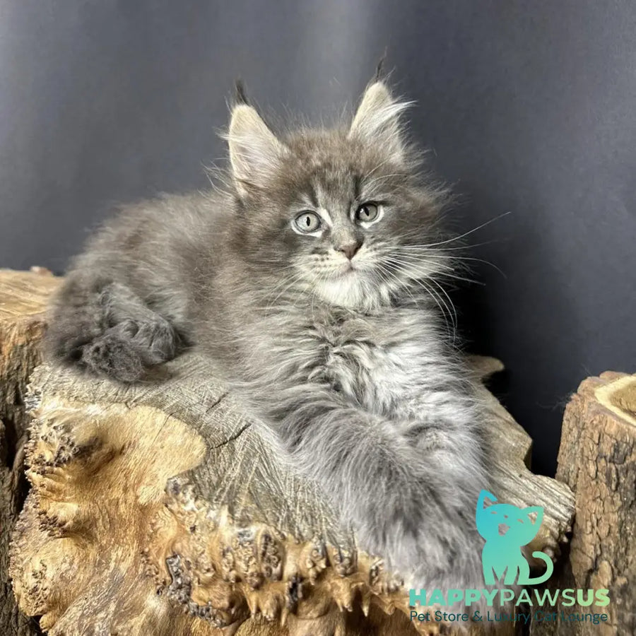 Sony Maine Coon female blue silver ticked tabby - live animals
