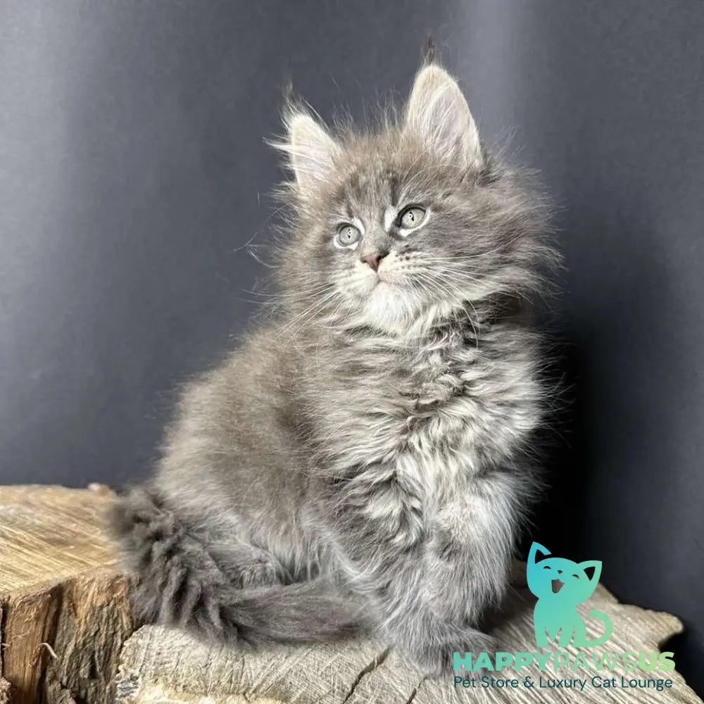 Sony Maine Coon female blue silver ticked tabby - live animals
