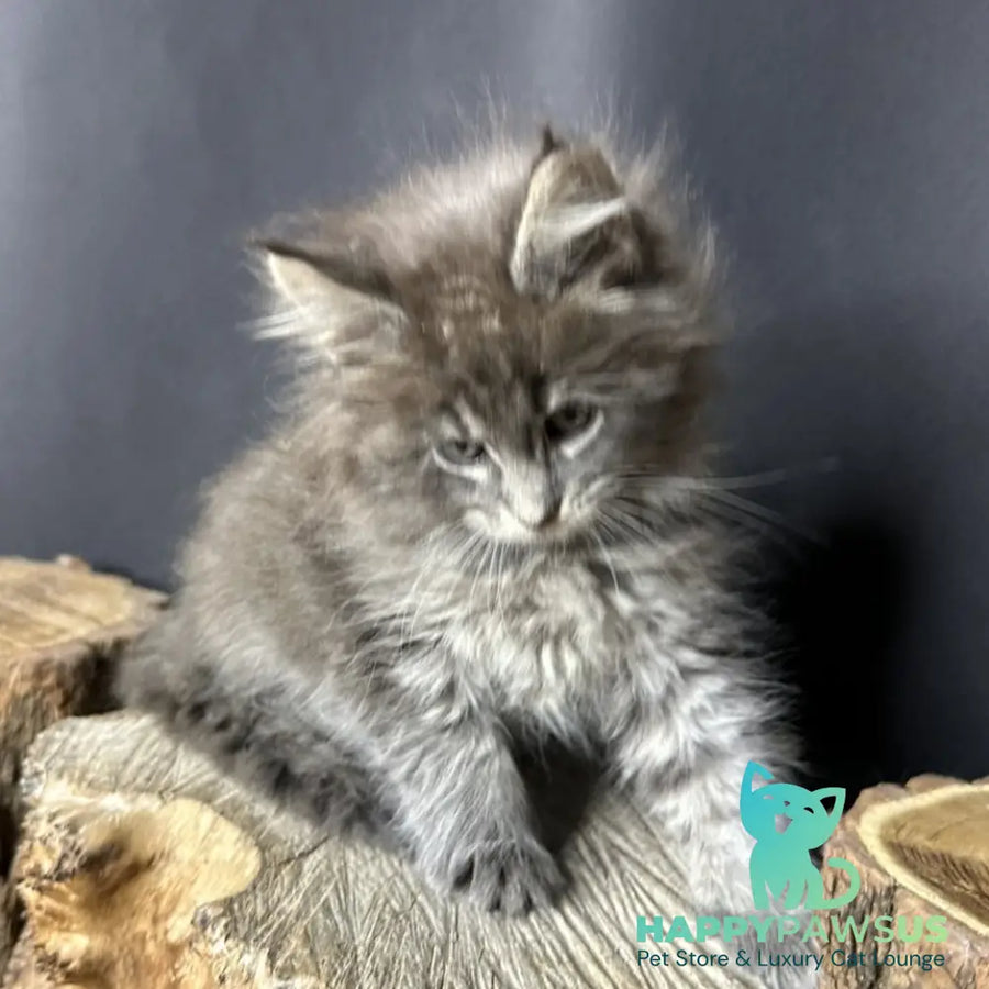 Sony Maine Coon female blue silver ticked tabby - live animals