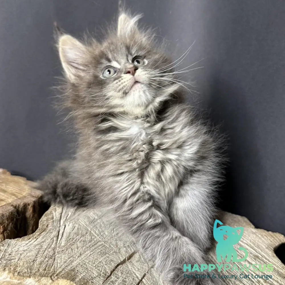 Sony Maine Coon female blue silver ticked tabby - live animals