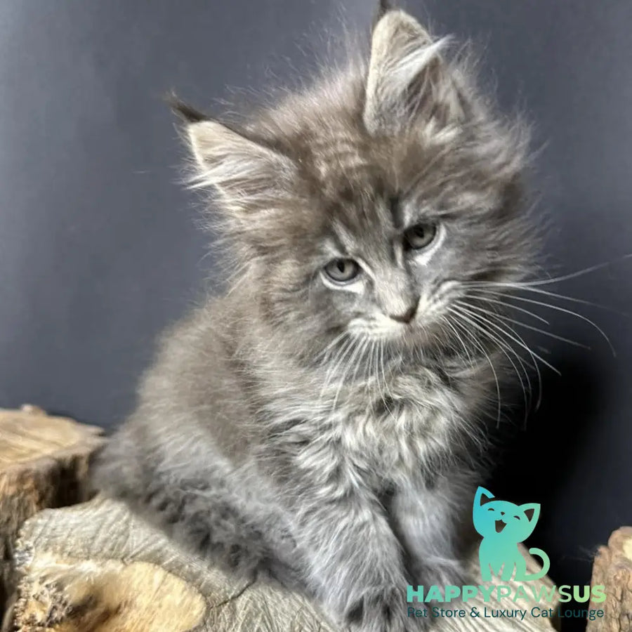 Sony Maine Coon female blue silver ticked tabby - live animals