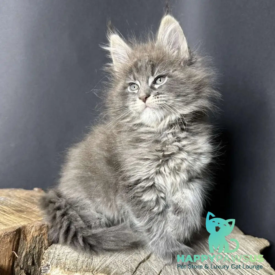 Sony Maine Coon female blue silver ticked tabby - live animals
