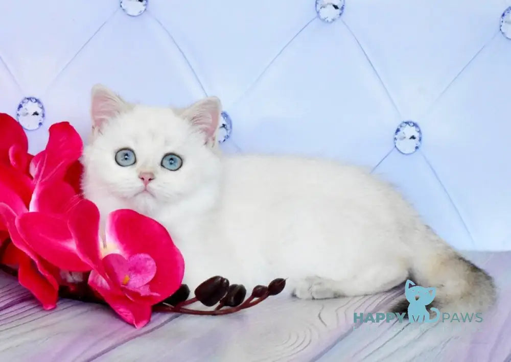 Sonya British Shorthair female black golden shaded pointed live animals