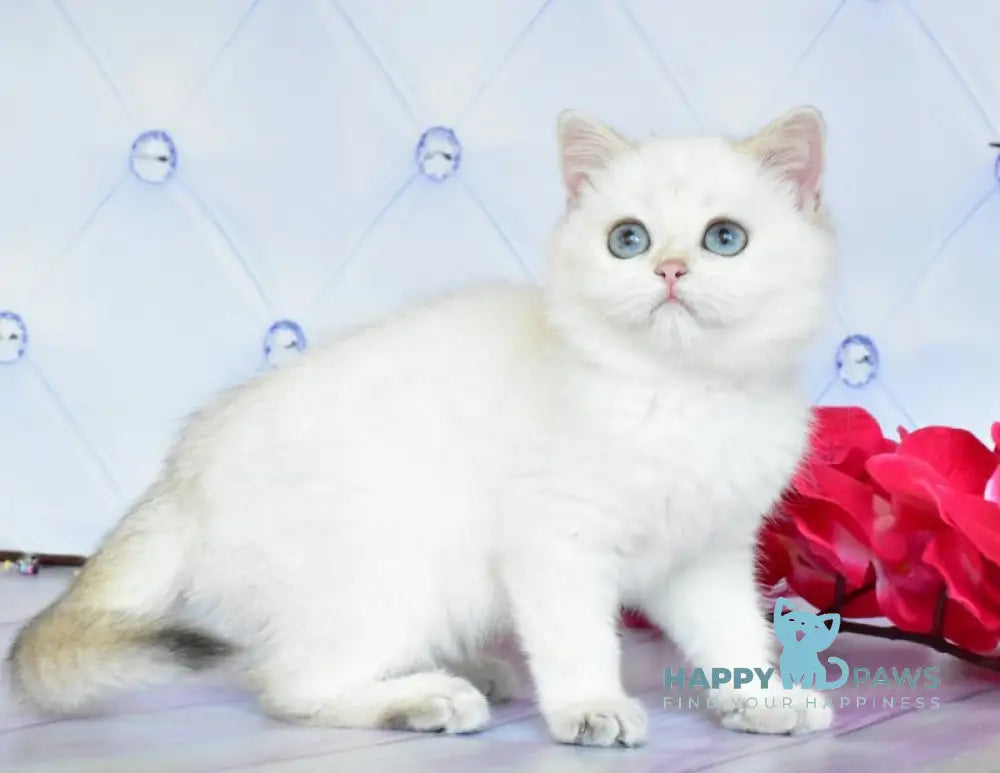 Sonya British Shorthair female black golden shaded pointed live animals