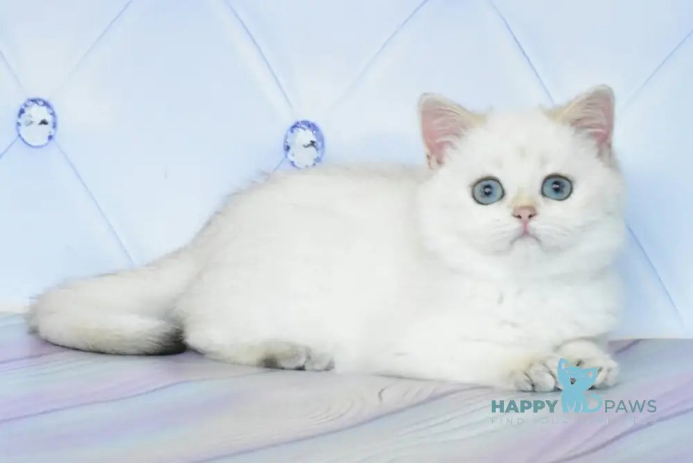 Sonya British Shorthair female black golden shaded pointed live animals
