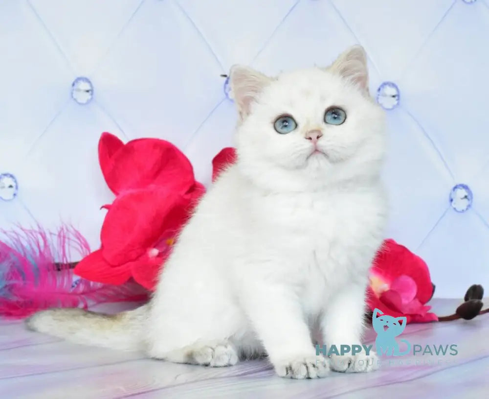 Sonya British Shorthair female black golden shaded pointed live animals