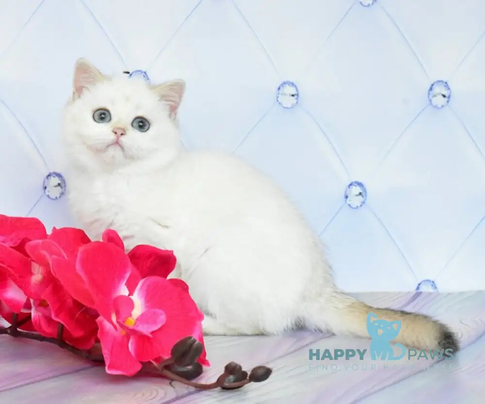 Sonya British Shorthair female black golden shaded pointed live animals