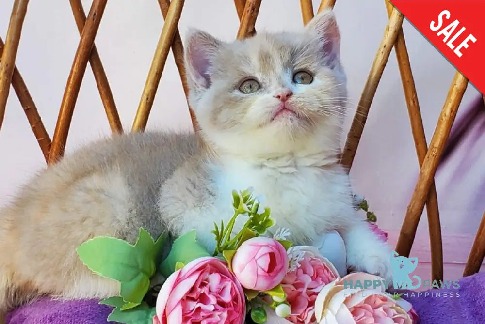 Sonya British Shorthair female fawn tortie bicolour live animals
