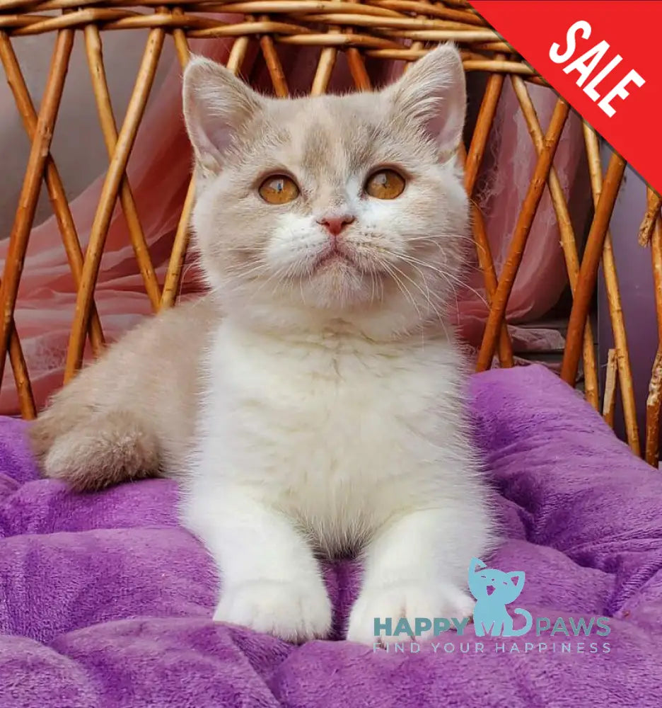 Sonya British Shorthair female fawn tortie bicolour live animals