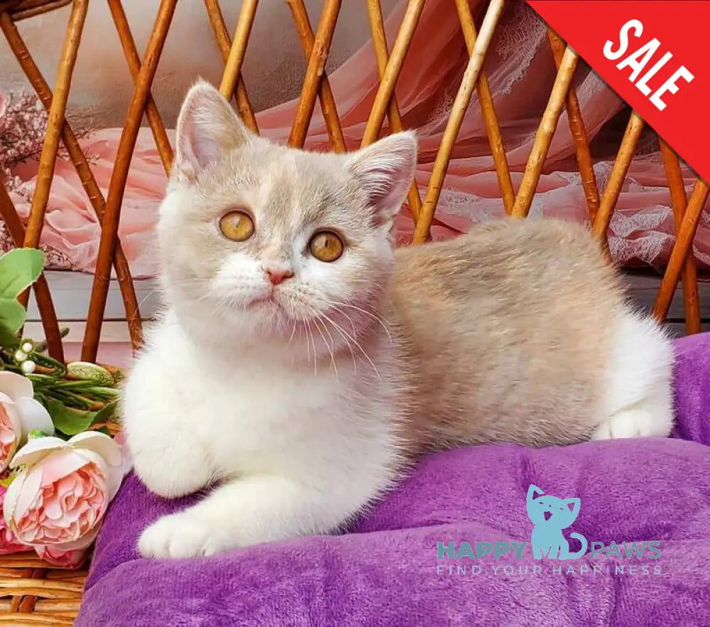 Sonya British Shorthair female fawn tortie bicolour live animals