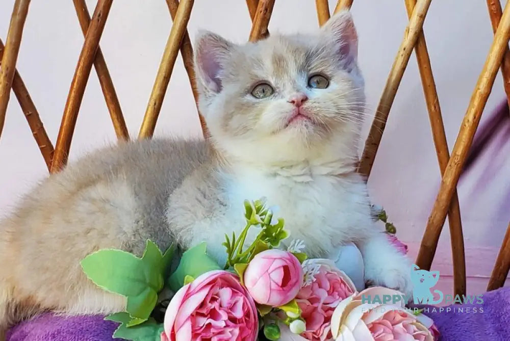 Sonya British Shorthair female fawn tortie bicolour live animals