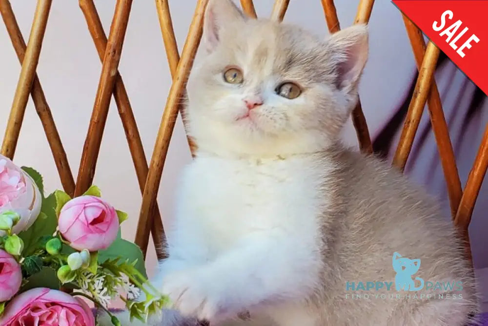 Sonya British Shorthair female fawn tortie bicolour live animals