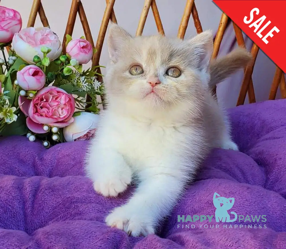 Sonya British Shorthair female fawn tortie bicolour live animals
