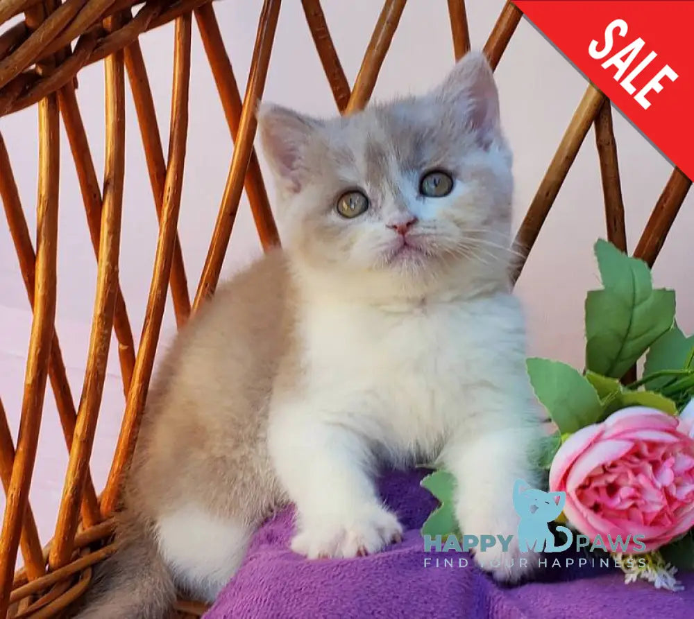 Sonya British Shorthair female fawn tortie bicolour live animals
