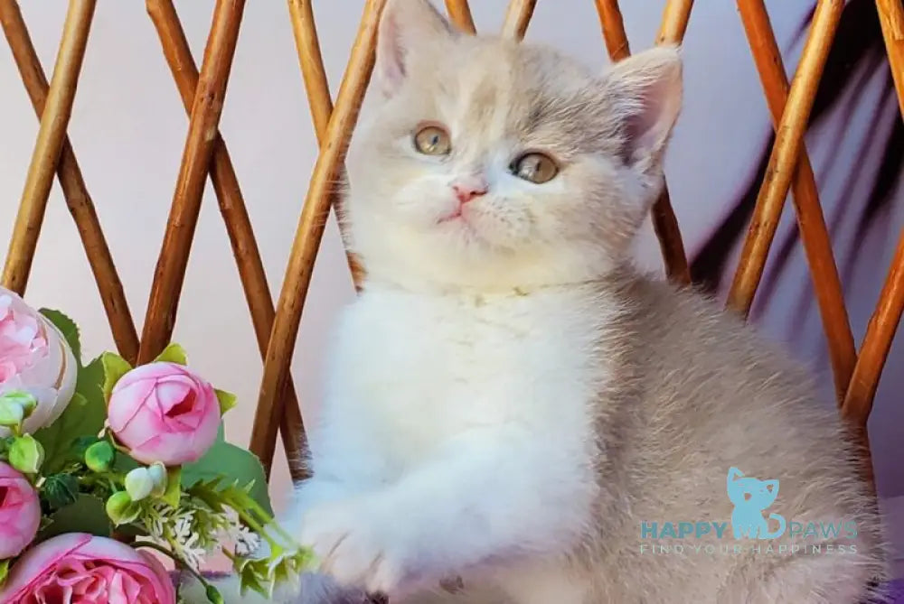 Sonya British Shorthair female fawn tortie bicolour live animals