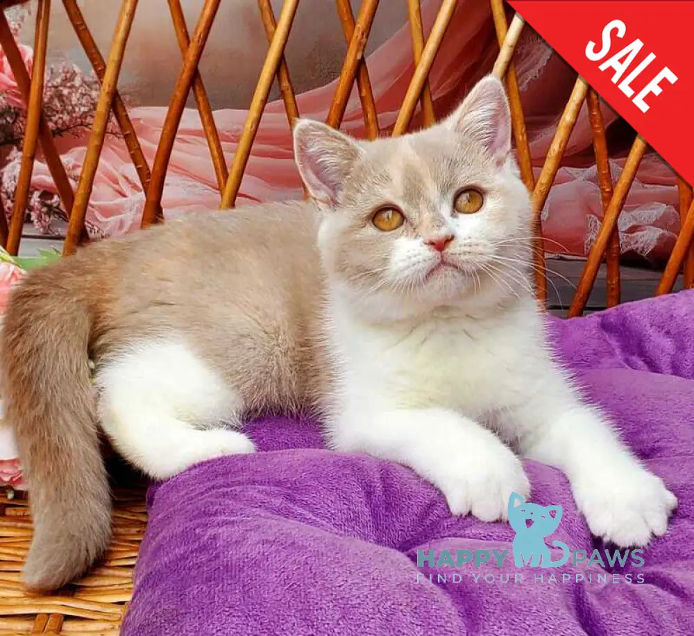 Sonya British Shorthair female fawn tortie bicolour live animals