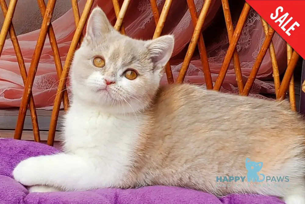 Sonya British Shorthair female fawn tortie bicolour live animals
