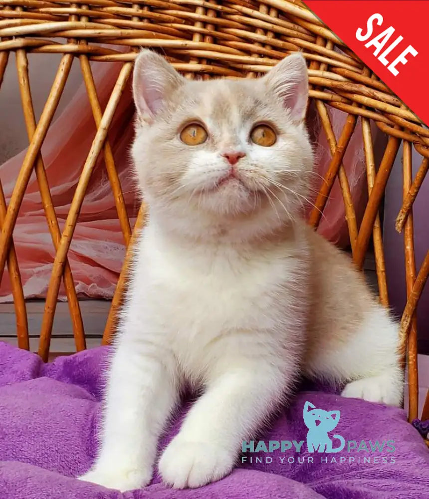 Sonya British Shorthair female fawn tortie bicolour live animals