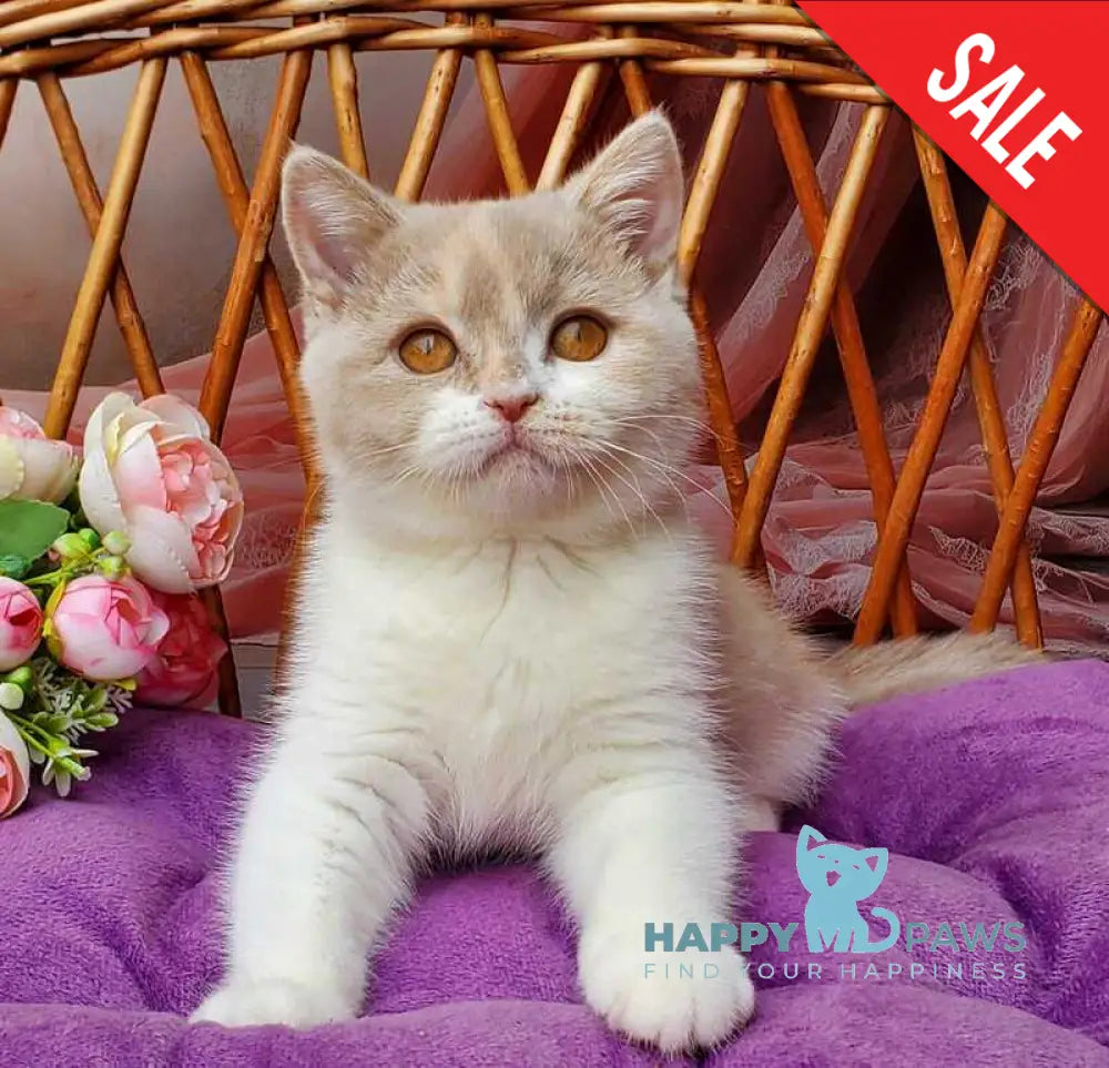 Sonya British Shorthair female fawn tortie bicolour live animals