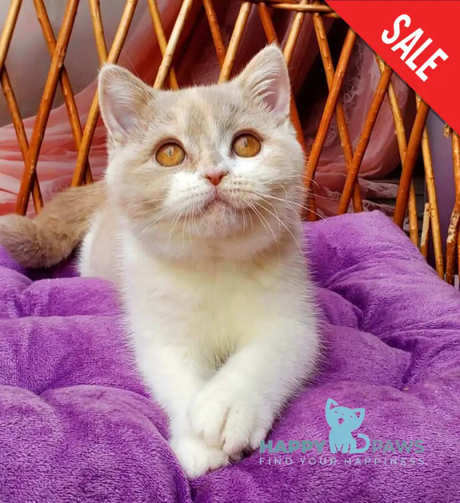 Sonya British Shorthair female fawn tortie bicolour live animals