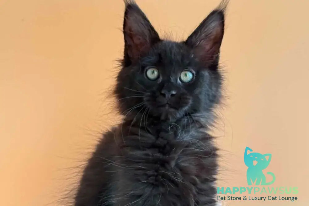 Sonya Maine Coon female black - live animals