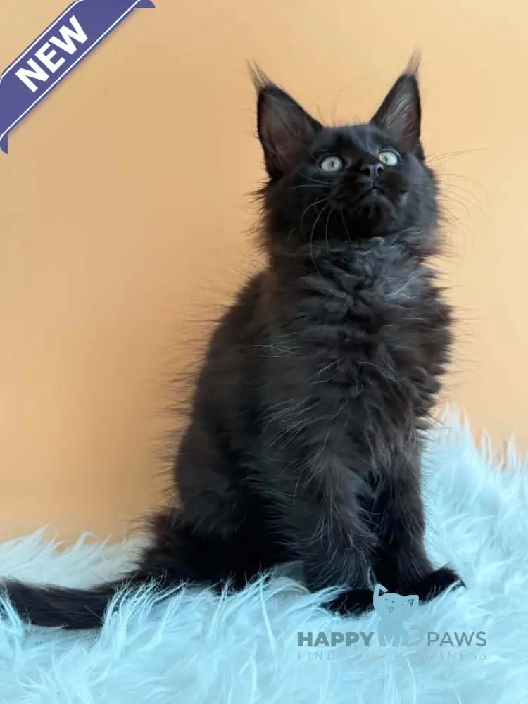 Sonya Maine Coon female black - live animals