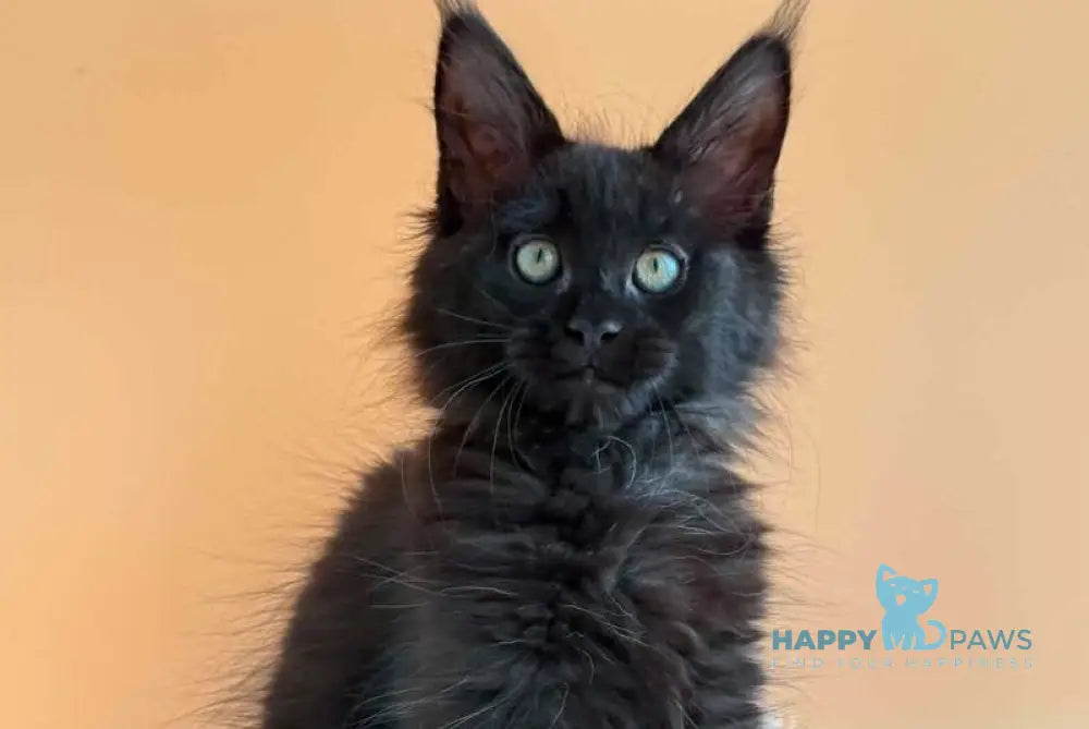 Sonya Maine Coon female black - live animals