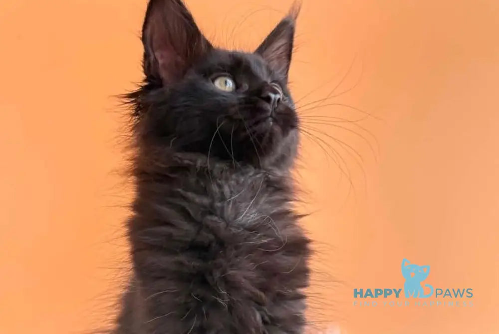 Sonya Maine Coon female black - live animals