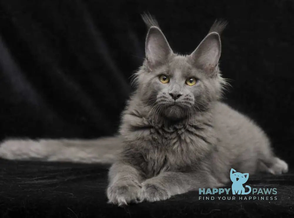 Sonya Maine Coon female blue live animals