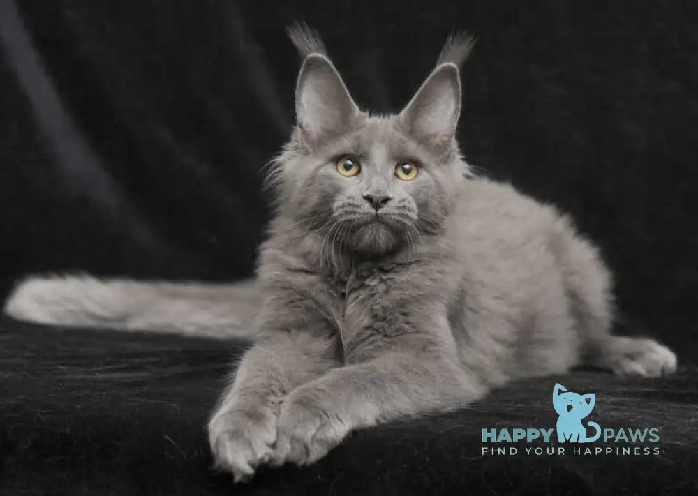 Sonya Maine Coon female blue live animals